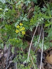 Cymopterus hallii