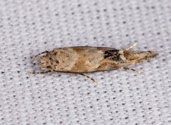 Mompha stellella