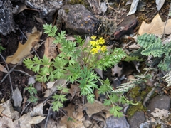 Cymopterus hallii