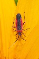 Lopidea instabilis