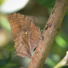 Consul excellens genini