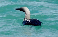 Gavia pacifica