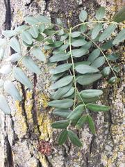Gleditsia triacanthos
