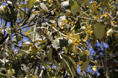 Notothixos subaureus