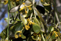 Notothixos subaureus