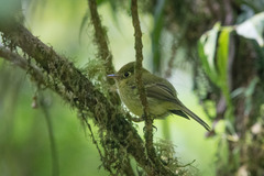 Empidonax flavescens