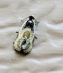 Olethreutes griseoalbana