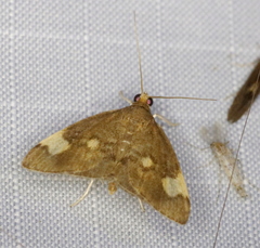 Evergestis unimacula