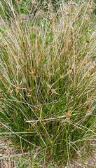 Cyperus gymnocaulos