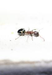 Dolichoderus sibiricus