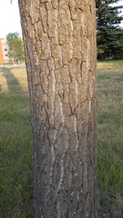 Populus deltoides monilifera
