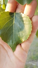 Populus deltoides monilifera