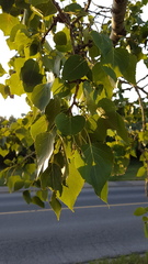 Populus deltoides monilifera