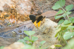 Heterusia
