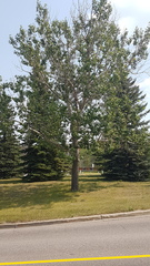 Populus deltoides monilifera