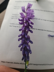 Vicia tenuifolia