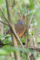 Grallaria guatimalensis