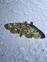 Anania coronata