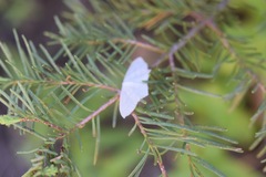 Campaea perlata