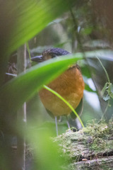 Grallaria guatimalensis