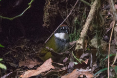 Arremon brunneinucha