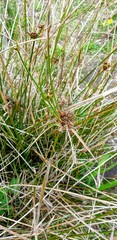 Cyperus gymnocaulos