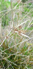 Cyperus gymnocaulos