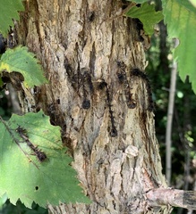 Entomophaga maimaiga
