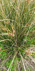 Cyperus gymnocaulos