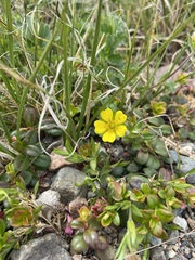 Potentilla arenosa