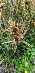 Cyperus gymnocaulos