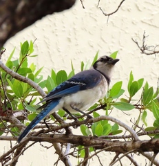 Cyanocitta cristata