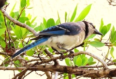Cyanocitta cristata