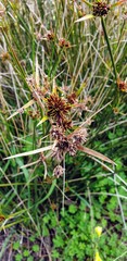 Cyperus gymnocaulos