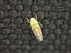 Erythroneura reflecta