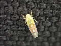 Erythroneura reflecta