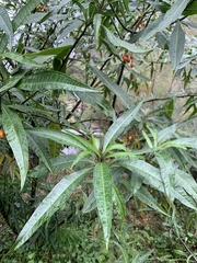 Solanum aviculare