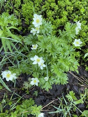 Anemonastrum sibiricum
