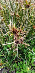 Cyperus gymnocaulos