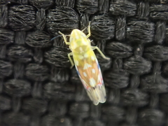 Erythroneura reflecta