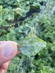 Erysiphe pisi