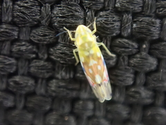 Erythroneura reflecta