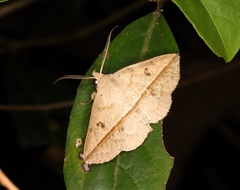 Ugia insuspecta