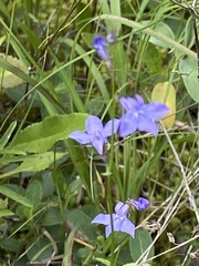 Lobelia gattingeri