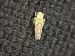 Erythroneura reflecta