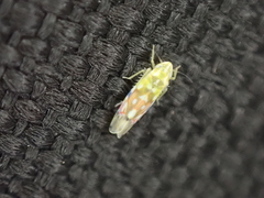 Erythroneura reflecta