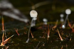 Mycena piringa