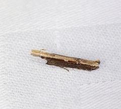 Hypatima spathota