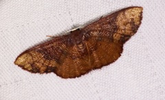 Metallaxis semipurpurascens