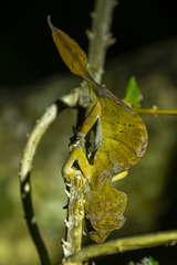 Uroplatus finiavana